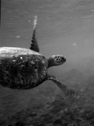 Maui, Hawaii
Honu
canon s70, no strobes by Dylan Matheson 